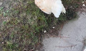 Hen Reveals Thirteen Chicks