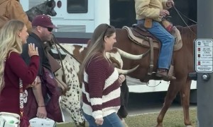 Man Rides Longhorn Cow To Game