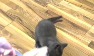 Kittens New Favorite Toy