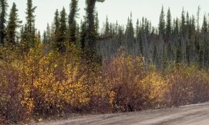 Two Bull Moose Headbutting on the Road