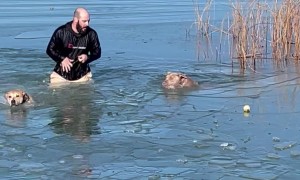 Owner Rescues Dogs That Fell Through Lake Ice