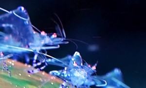 Clownfish and Shrimp Hang Out