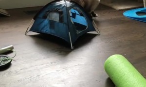 Cat Confounded By Paper Bag