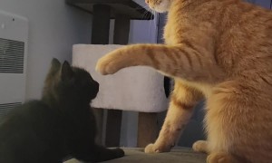 Kitten Kept At Distance By Firm Forehead Paw