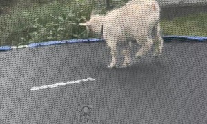 Goat Jumps On Trampoline