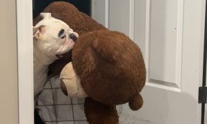 Bulldog Loves His Giant Teddy Bear