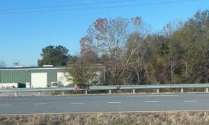 Deer Spotted Running on Highway