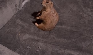 Sassy Bean Destroys Brother's Dog Bed