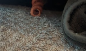 Do Not Disturb Unless You Have Treats