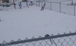 Young Deer Confused By Fence