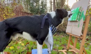 Enthusiastic Border Collie Plein Air Paints