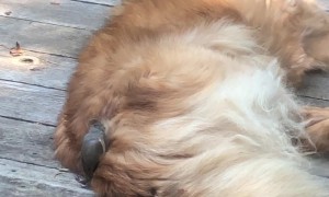 Bird Collects Fur From The Sleeping Source