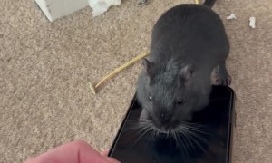 Mongolian Gerbil Writes His Christmas List