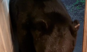 Bear Has Good Scratch Before Closing Door