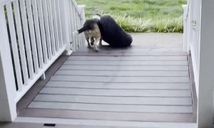 Dexter Insists On Taking His Bed Outside