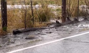 Migrating Salmon Cross Flooded Road