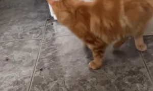 Orange Cat Turns Dinner Time Into Play Time