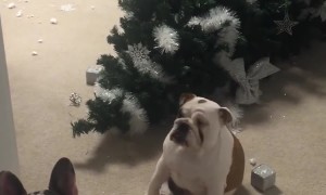 Naughty Dogs Knock Over Christmas Tree