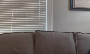 When Your Dogs Want the Gender to Be a Surprise