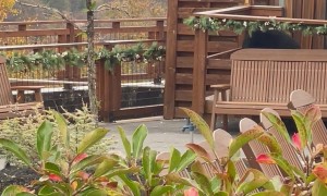 Bear Visits Aptly-Named Concession Stand at Anakeesta