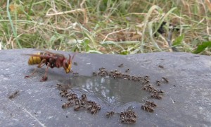Hornet Preys on Ants