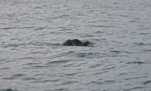 Sea Turtles Mating In Ocean Water