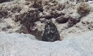 Scorpionfish Walks On Octopus Head