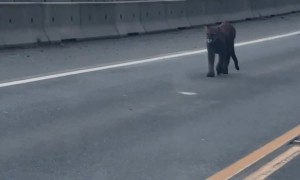 Driver Spots Cougar on Mountain Road