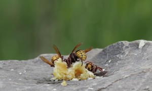 Hornet Catches Honeybee