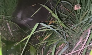 Injured Baby Koala Kindly Nudged Off Road