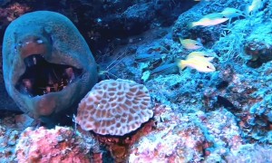 A Very Brave Dentist