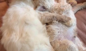 Birman Cat Cuddles And Kisses Doodle Puppy