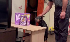 Clever Dog Deceives Test of Patience