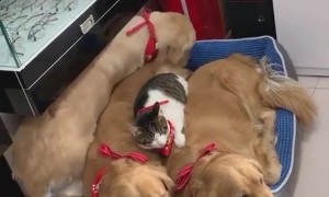 Cat Cuddles With Three Golden Retrievers
