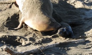 Elephant Seal Birth At Piedras Blancas Rookery