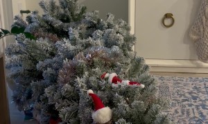 Cat Plays Innocent Next Downed Christmas Tree