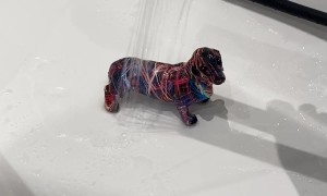 How to Grow a Dachshund Christmas Tree