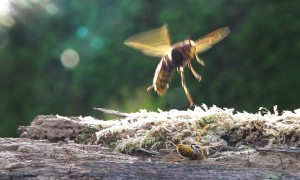 Spectacular Fight Between Hornet And Yellow Jacket