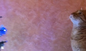 Cat Stares At Flashing Christmas Tree