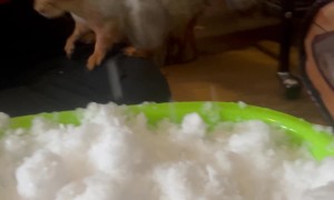 Red Squirrel Takes Snow Bath