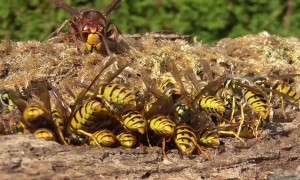 Honey Bees, Wasps, Field Wasps, And Hornets Gather At Drinking Trough