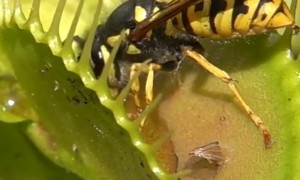 Venus Flytrap Devours Wasp