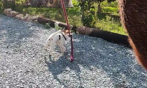 Jack Russell Takes Horse For Walk