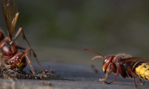 Hornet Hurls Ants Into Air