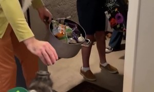 Merlin the Pig Greets Trick-or-Treaters