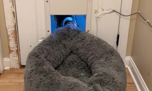 Beagle Dog Tries To Sneak Bed Outside