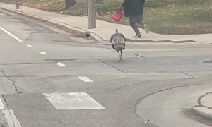 Post Thanksgiving Turkey out for Vengeance