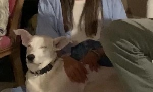 Dog and Owner Share The Same Vibe