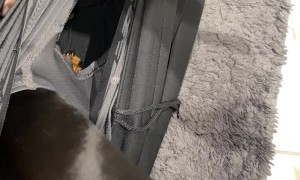 Miniature Dachshund Burrows In Boxers