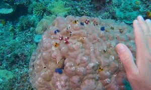 Christmas Tree Worms